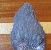  blue eared pheasant rump patch grey  